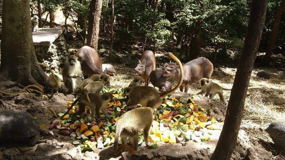 Barbados Wildlife Reserve, Saint Peter, Barbados
